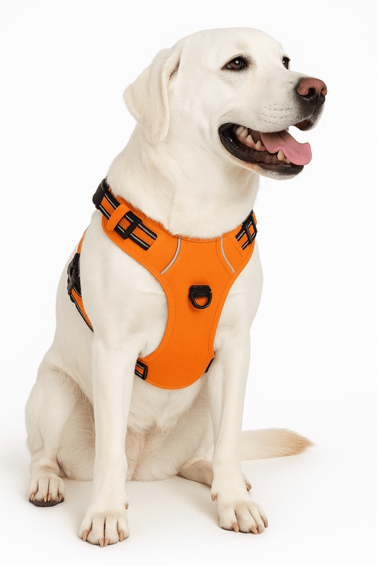 Labrador wearing reflective dog harness-Reflective No-Pull Dog Harness in orange, sitting and panting happily.