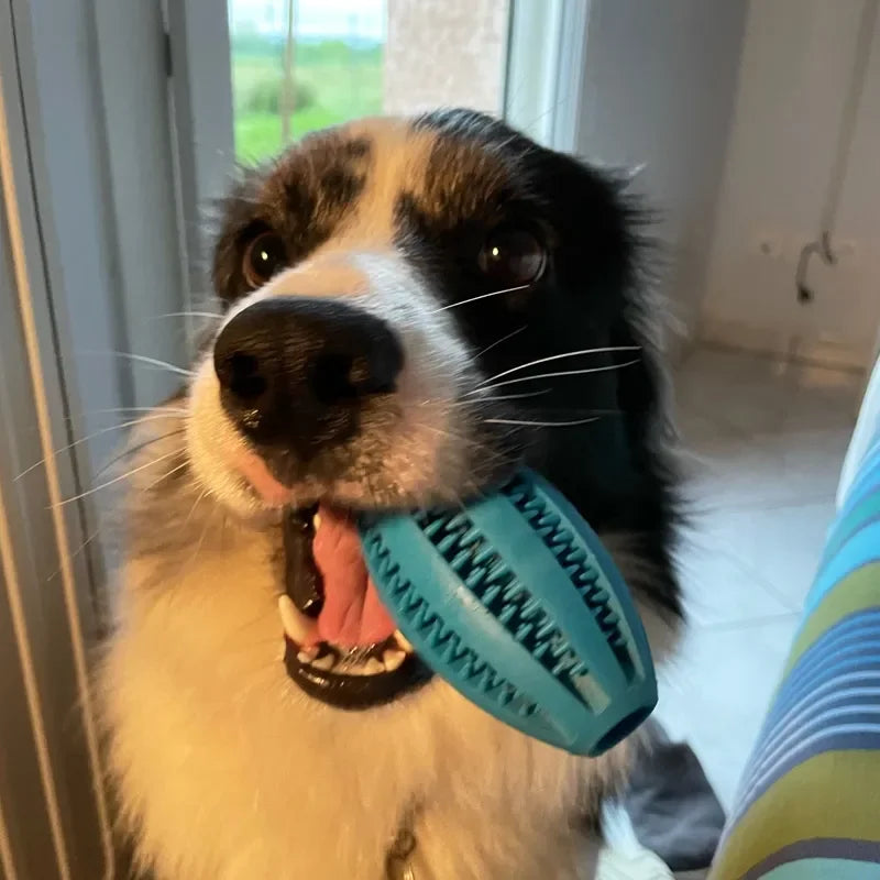 Dog happily chewing on a blue natural rubber chew ball, great for teeth cleaning and treat holding.