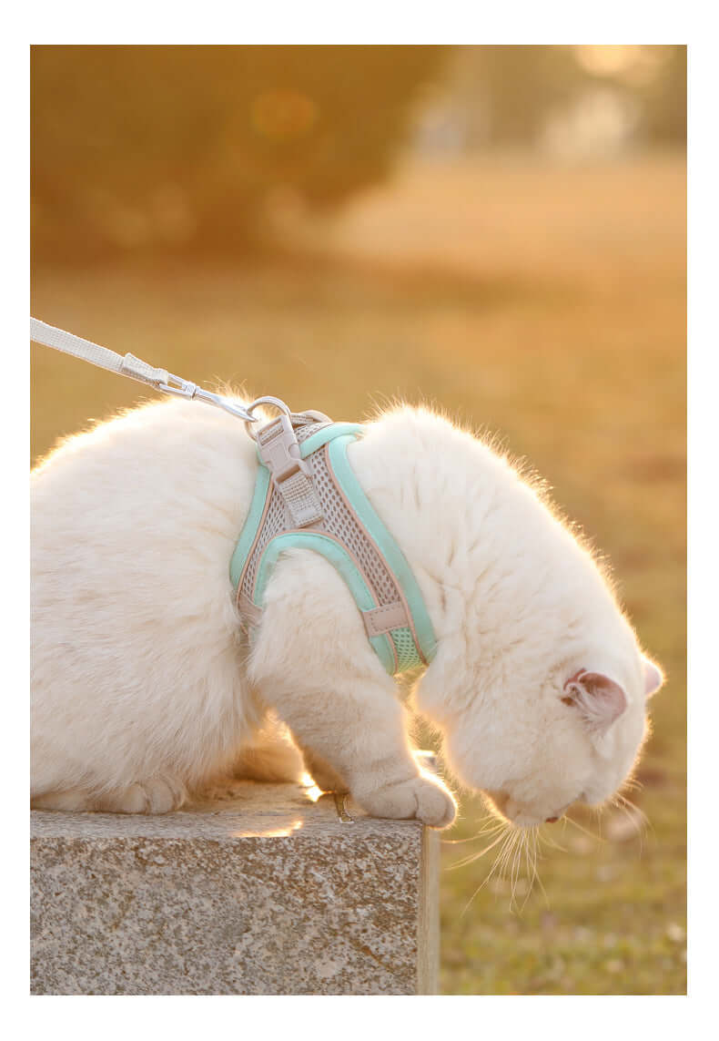 White cat wearing a reflective, soft mesh harness from the Safe Outdoor Pet Walking Set, secured with an easy clip-on leash outside.
