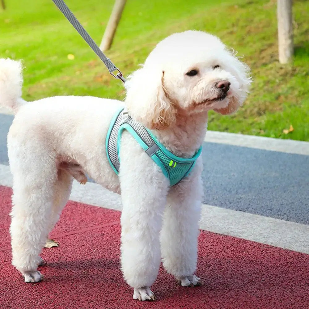 Dog wearing a breathable mesh harness from the Safe Outdoor Pet Walking Set on a leash, standing on a path outdoors.