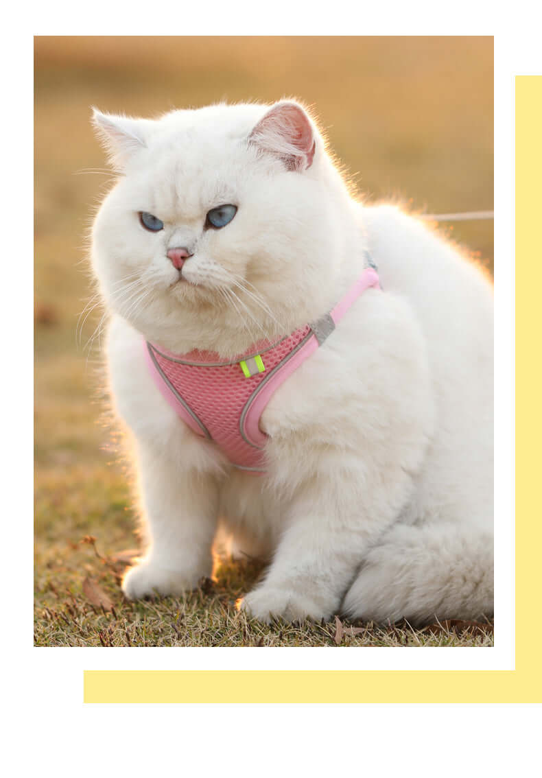 White cat wearing a pink reflective harness from the Safe Outdoor Pet Walking Set sits on grass during a sunset.